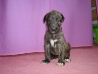 /album/fotogalerie-stenata-puppies/vlkodav-051-jpg/